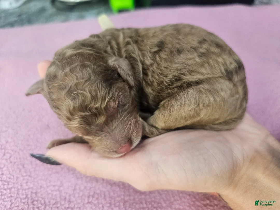 Standard Poodle dogs for sale: Dwight K. Schrute  - Ad 2