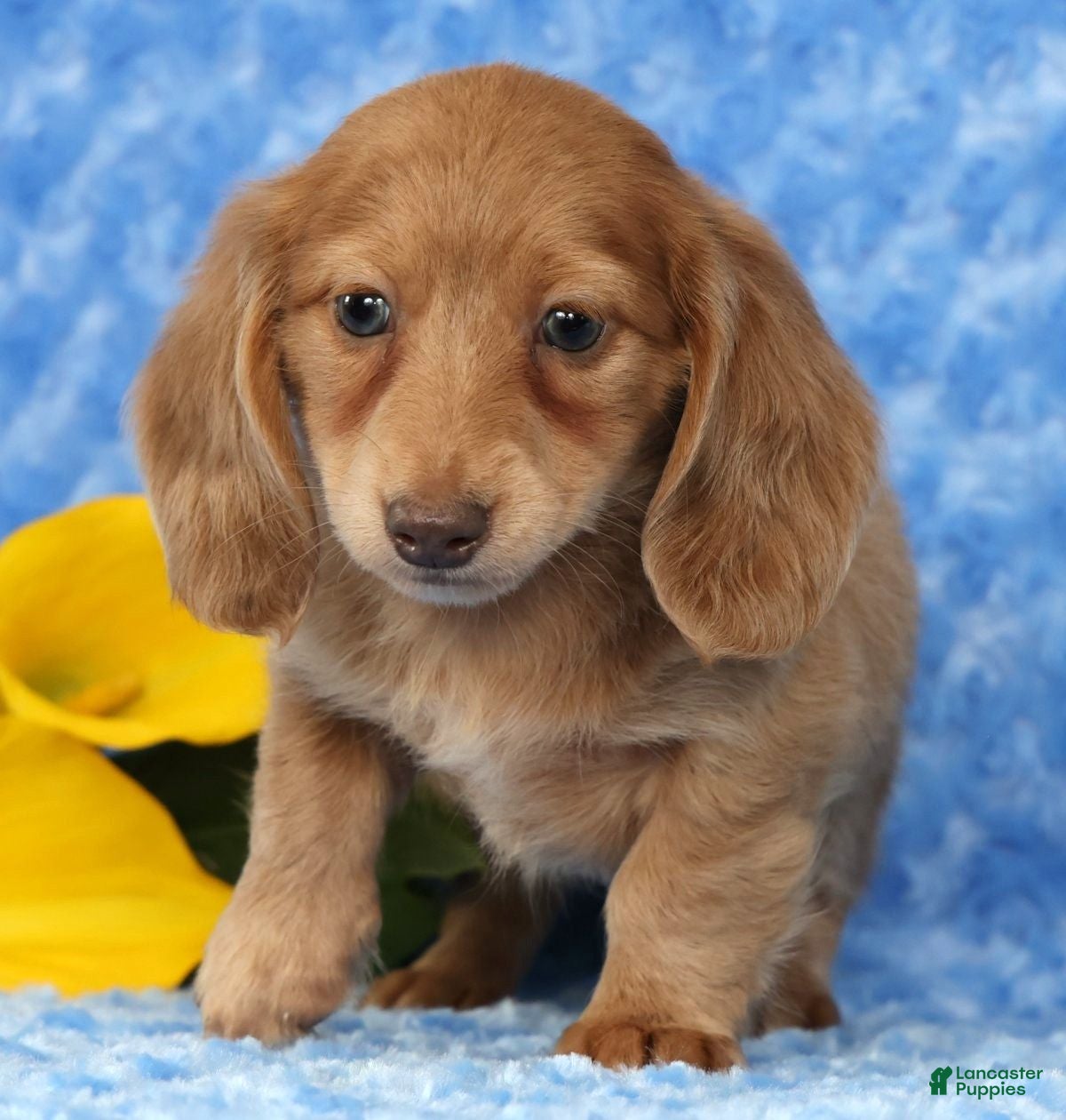 Miniature Dachshund dogs Wilmer - Ad 2