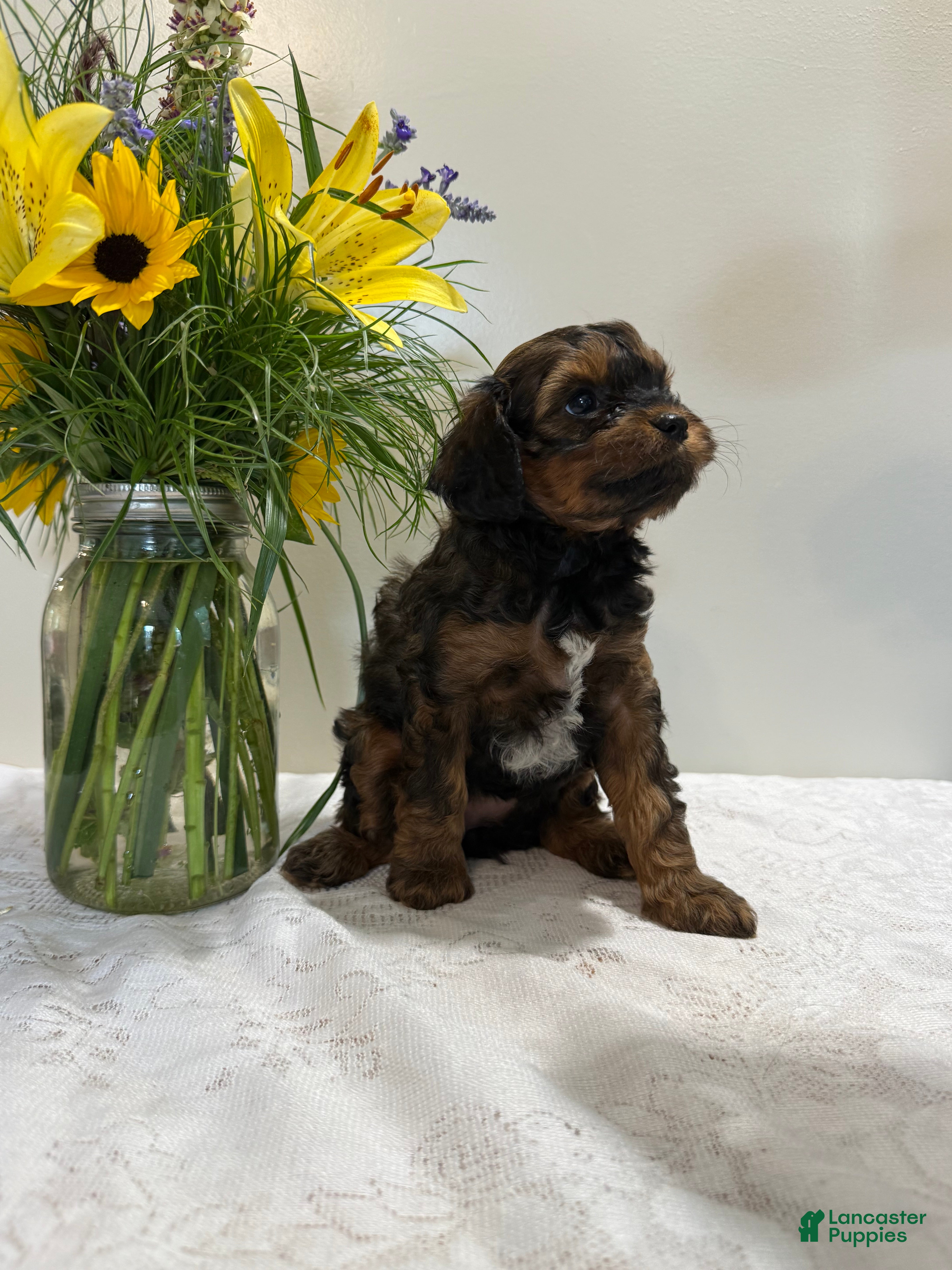 Cavapoo dogs Mocha Cavapoo  - Ad 2