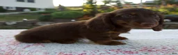 Miniature Dachshund dogs for sale: Niles - Ad 4
