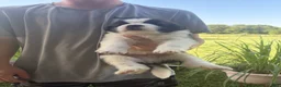 Saint Bernard dogs for sale: Akc Black - Ad 3