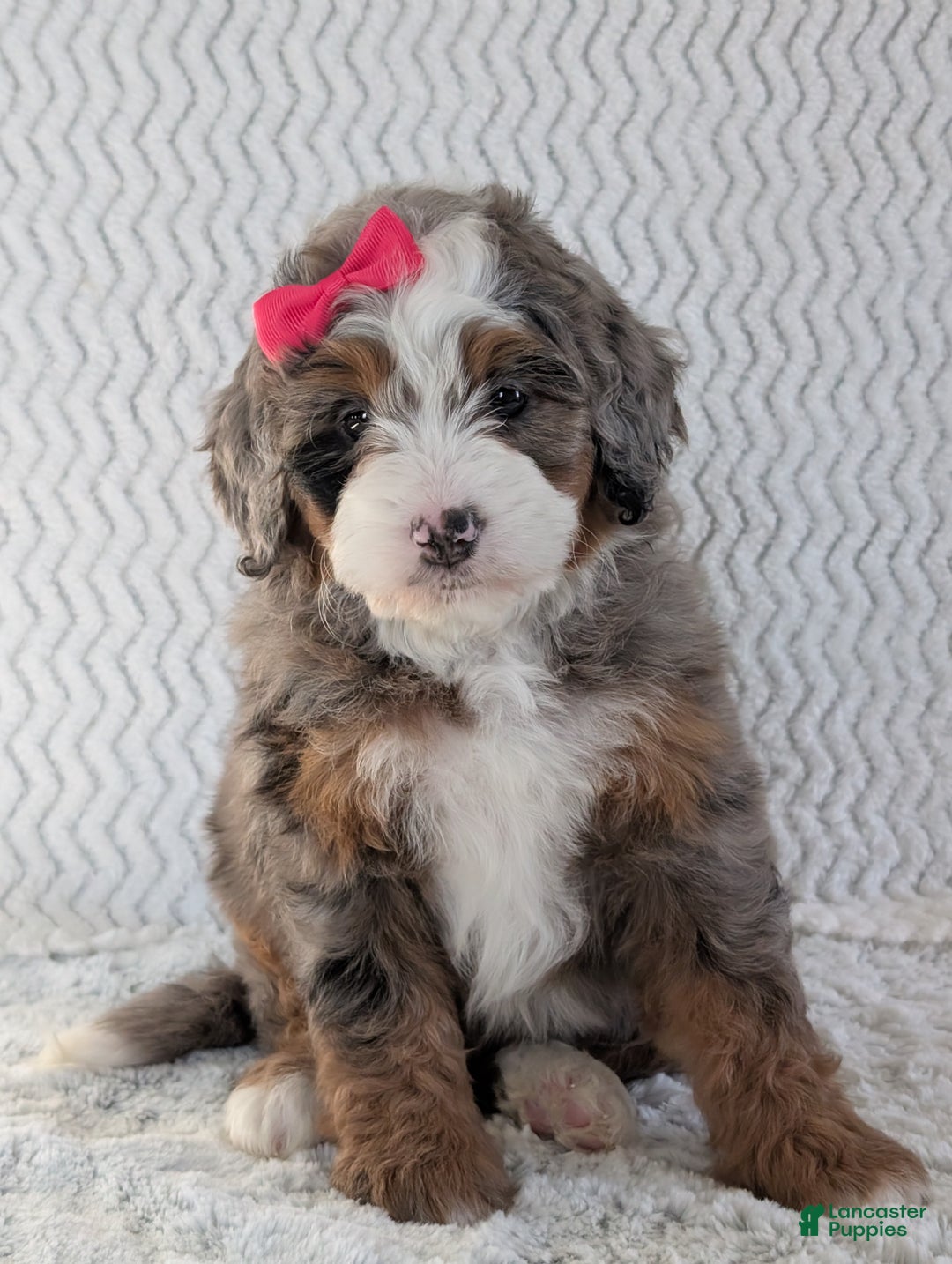 Mini Bernedoodle dogs for sale: Mini Sadie  - Ad 3