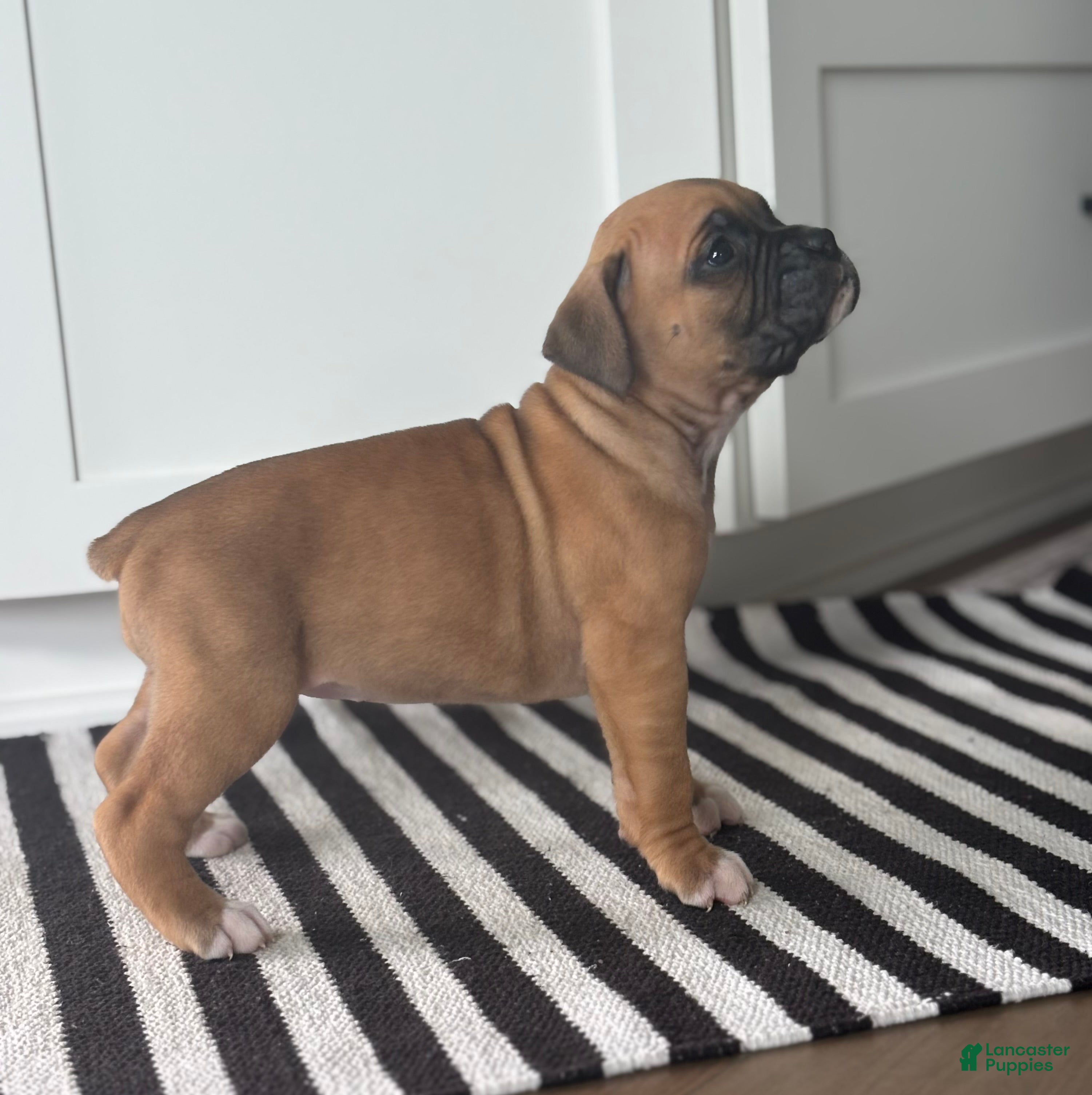 Boxer dogs Nova - Ad 1