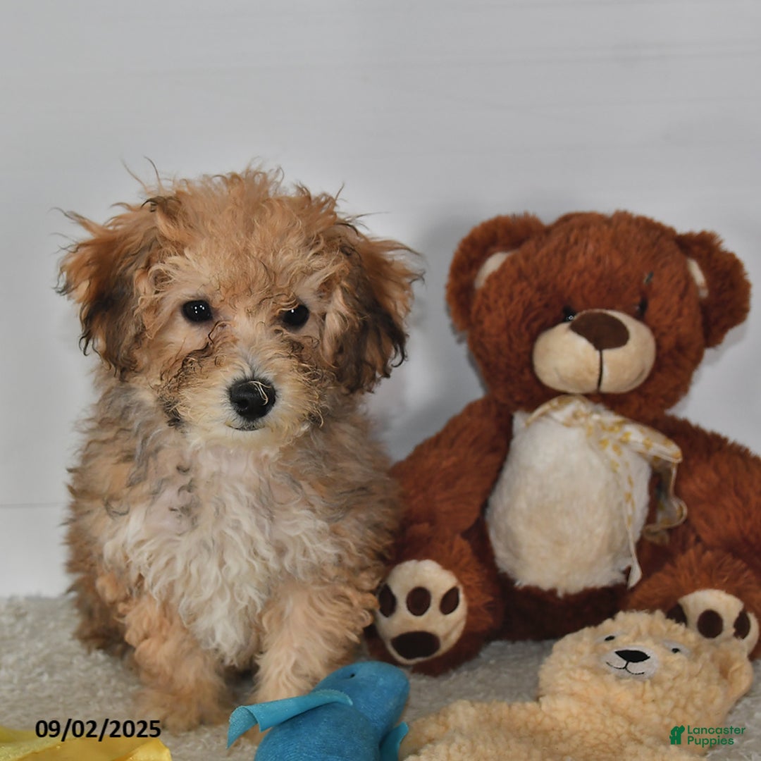 Bichpoo dogs for sale: Buster Brown - Ad 24