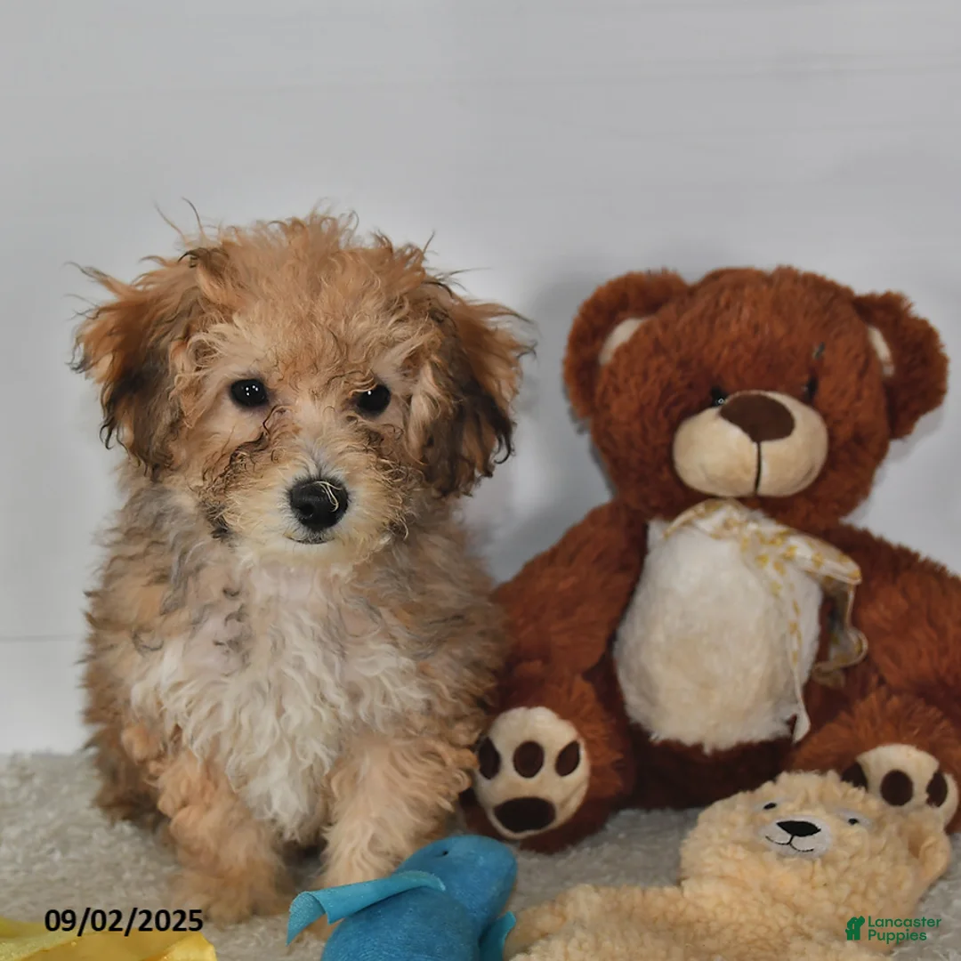 Bichpoo dogs for sale: Buster Brown - Ad 34