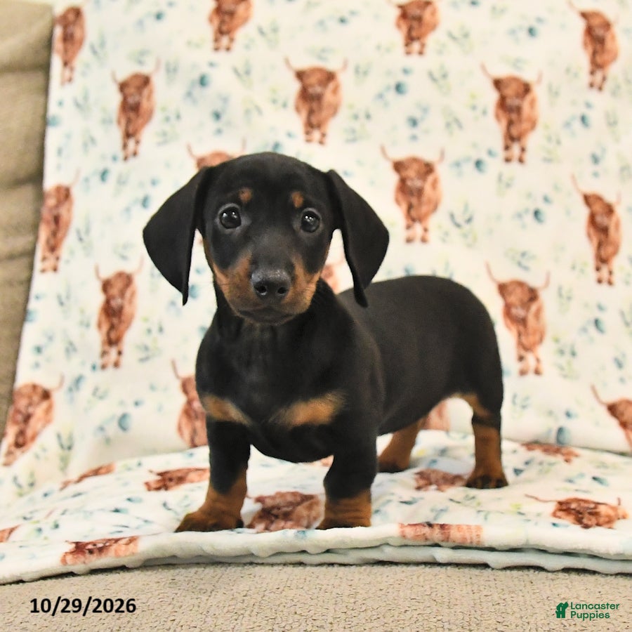 Miniature Dachshund dogs for sale: Twyla - Ad 2
