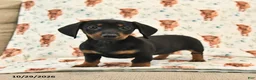 Miniature Dachshund dogs for sale: Twyla - Ad 2