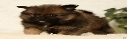 Pomeranian dogs for sale: Cookie - Ad 8