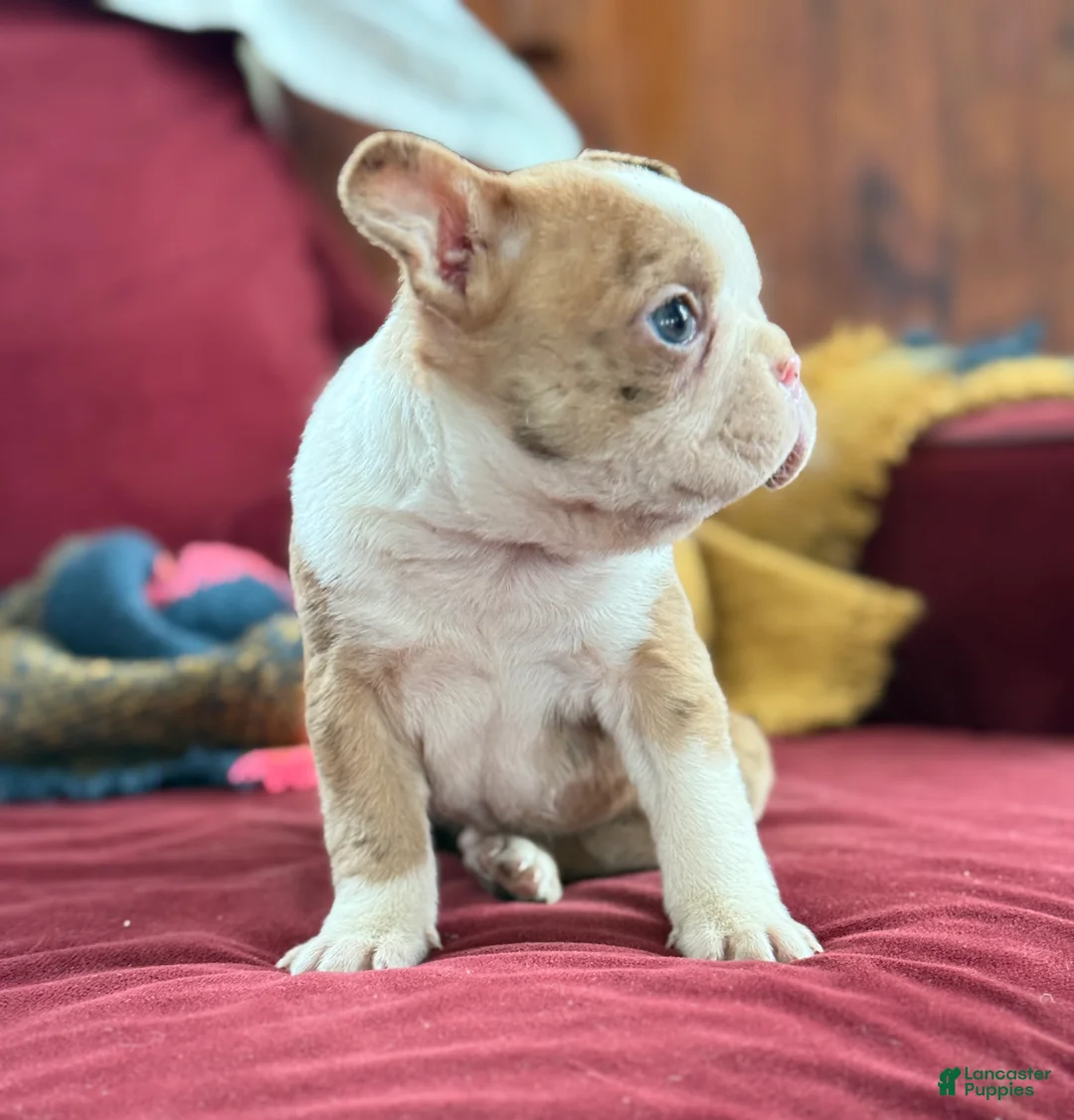 Boston Terrier dogs for sale: Billy - Ad 5