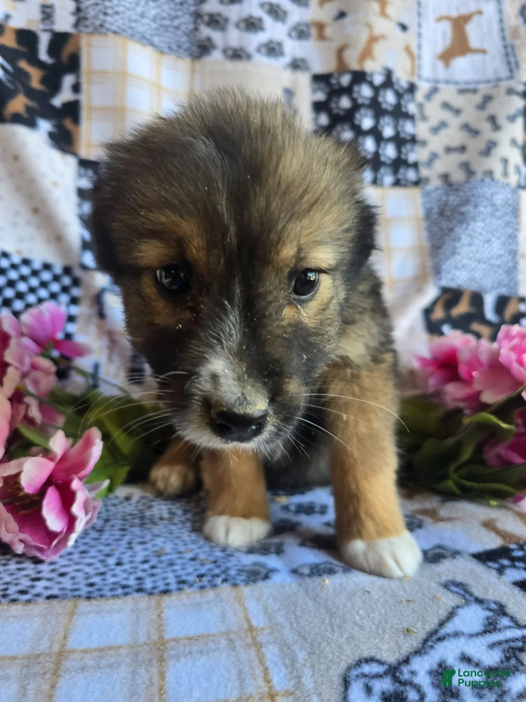 Mixed Breed dogs for sale: Mixed Breed 2 - Ad 2