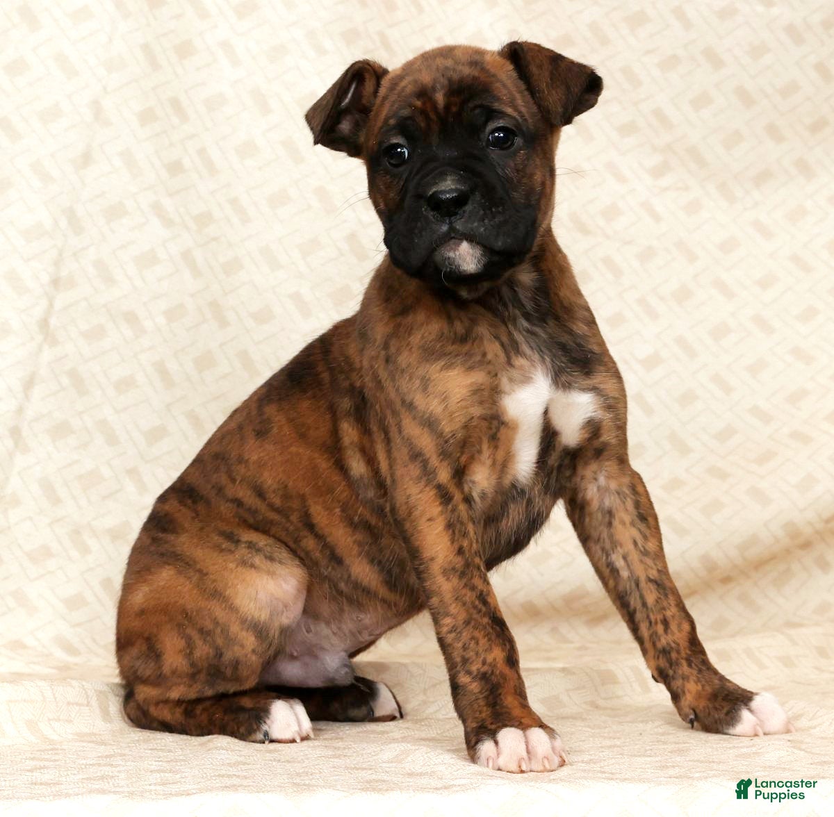 Boxer dogs Jake - Ad 18