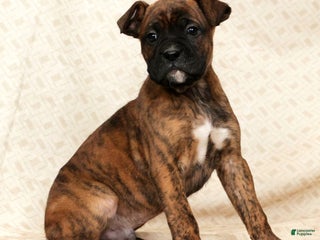 Boxer dogs Jake - Ad 25