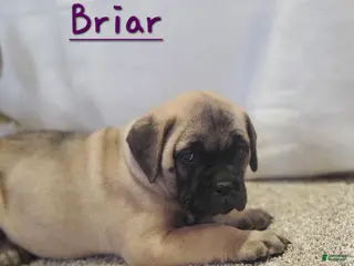 Bullmastiff dogs Briar - Ad 5