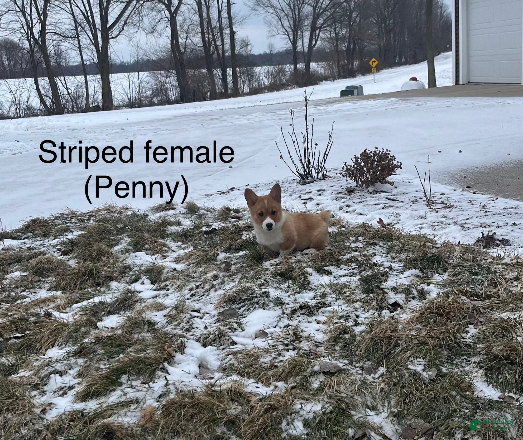 Welsh Corgi Pembroke dogs Welsh Corgi Pembroke Puppy 3 - Ad 3