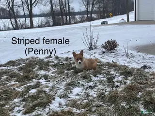 Welsh Corgi Pembroke dogs Welsh Corgi Pembroke Puppy 3 - Ad 3