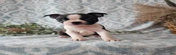Boston Terrier dogs for sale: Boston Terrier Puppy 3 - Ad 6