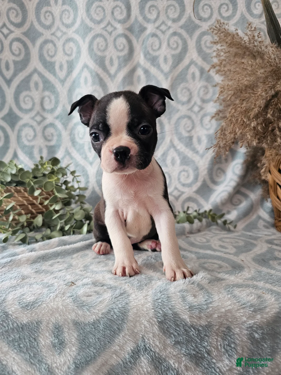 Boston Terrier dogs for sale: Boston Terrier Puppy 3 - Ad 6