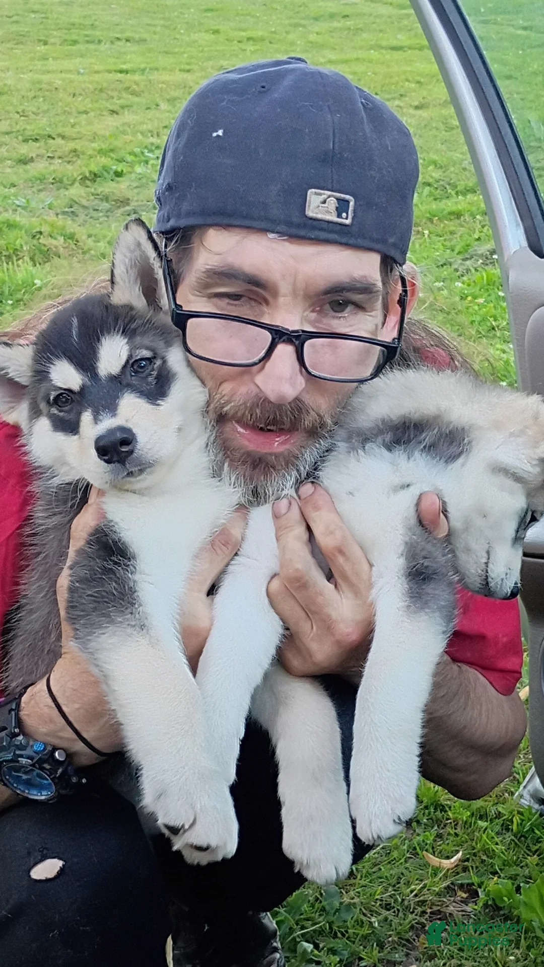 Siberian Husky dogs for sale: Siberian Husky 5 - Ad 4