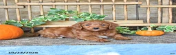 Mini Goldendoodle dogs for sale: Captian - Ad 4