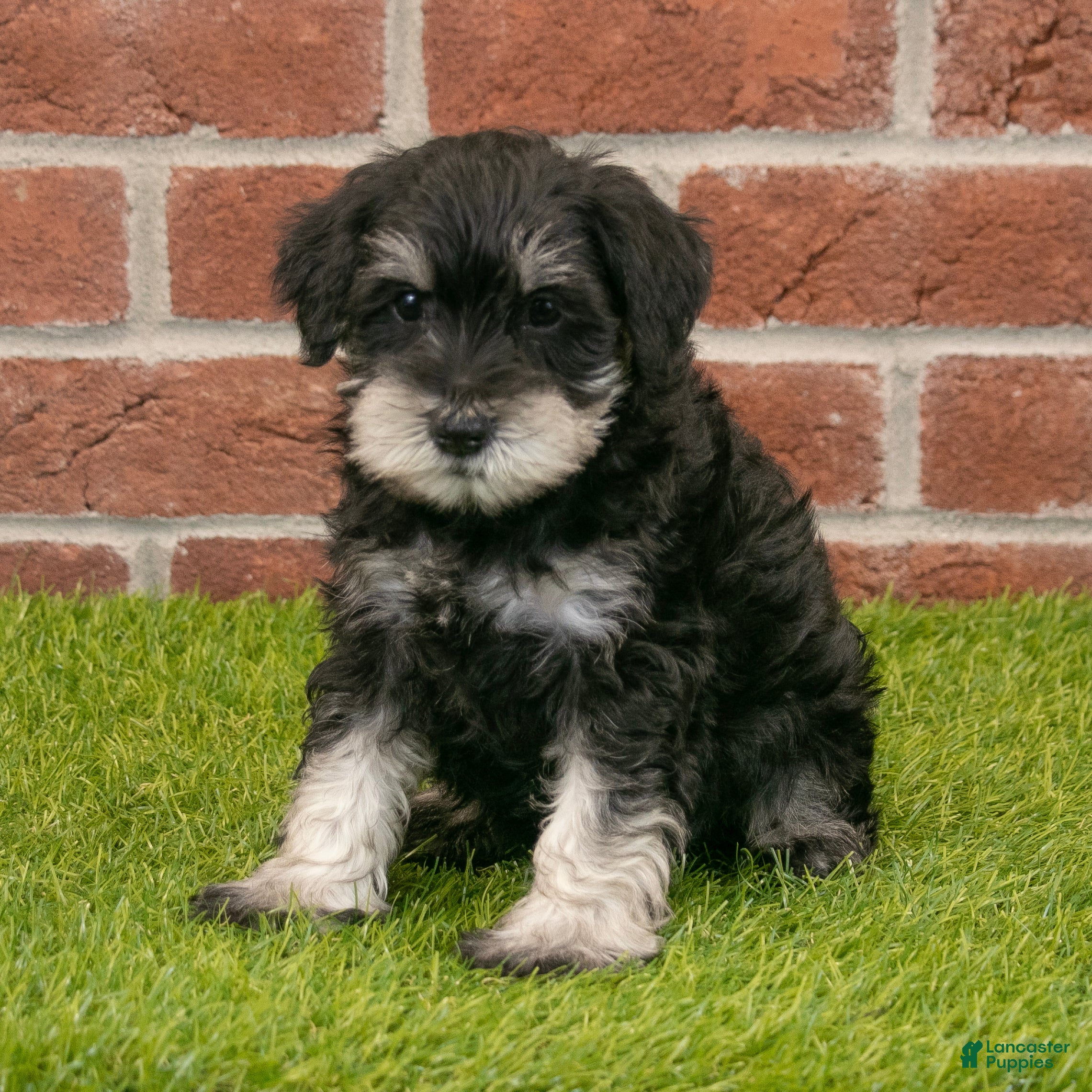 Miniature Schnauzer dogs for sale: Finn - Ad 4