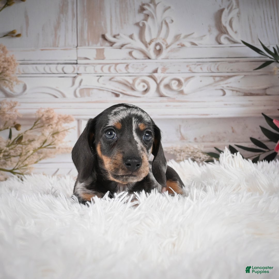 Miniature Dachshund dogs for sale: Phoenix-AKC - Ad 7