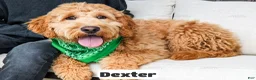 Goldendoodle dogs for sale: Dexter - Ad 2