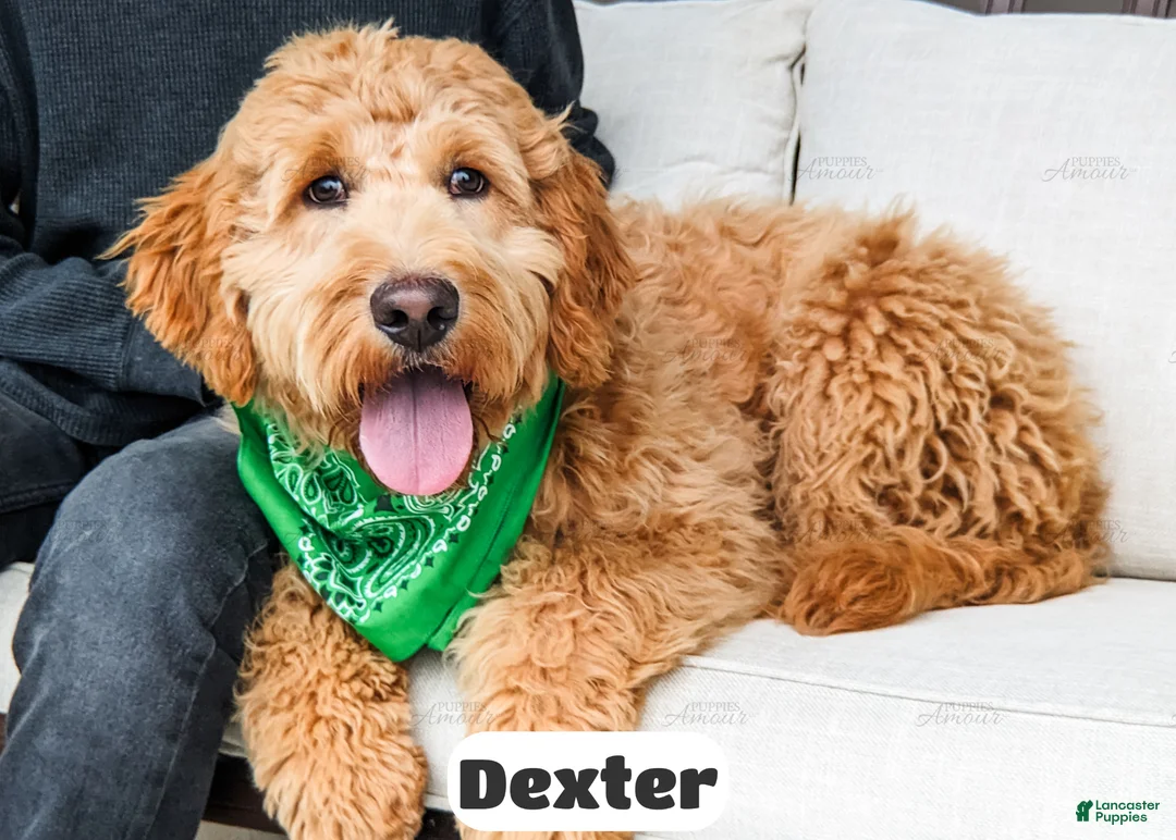 Goldendoodle dogs for sale: Dexter - Ad 2