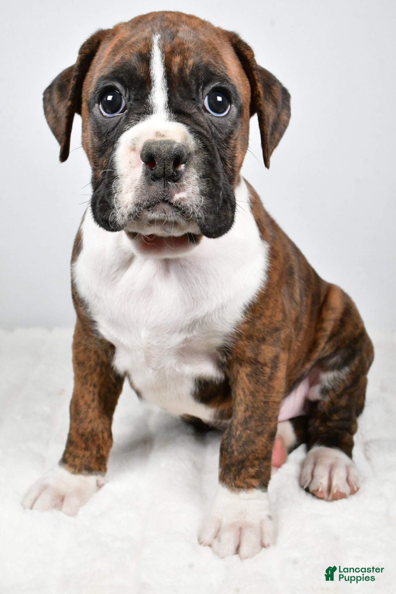 Boxer dogs Cooper - Ad 1