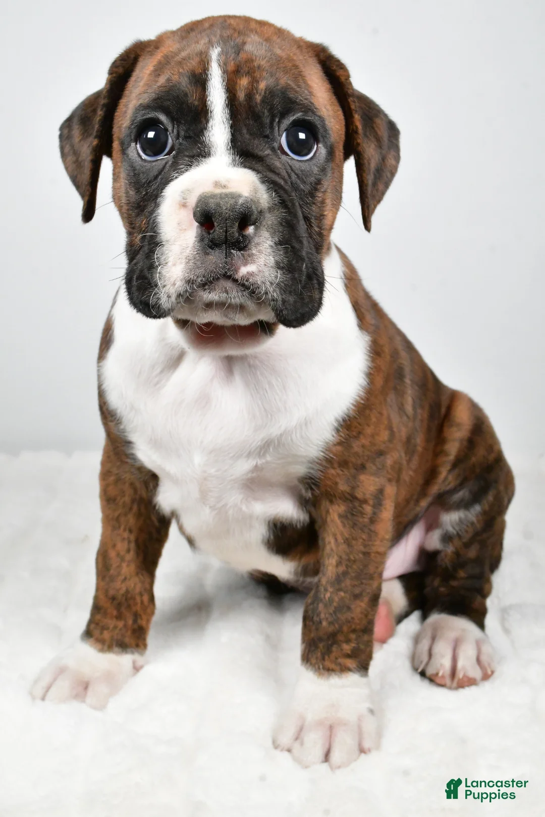 Boxer dogs for sale: Cooper - Ad 1