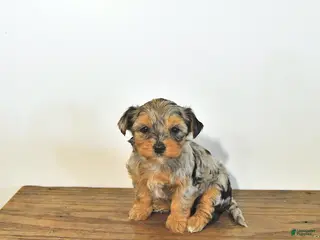 Mixed Breed dogs for sale: Lacey EXTRA SMALL - Ad 2