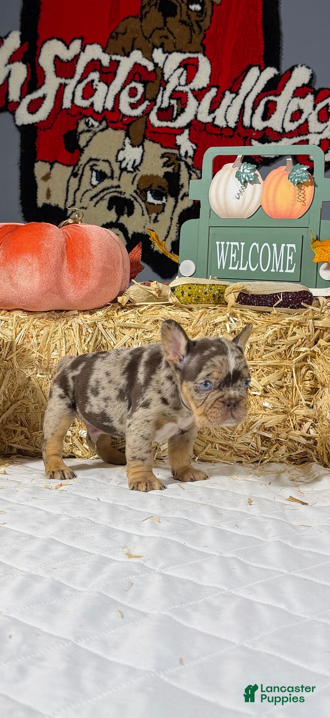 French Bulldog dogs for sale: Rocky - Ad 1