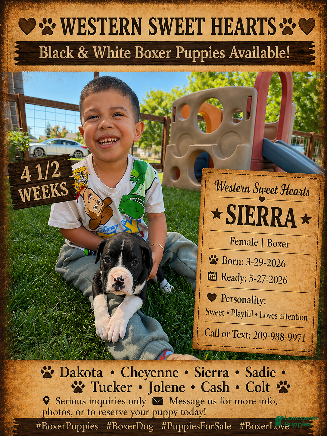 Boxer dogs Sierra- Famale - Ad 1