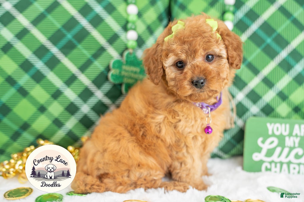 Cavapoo dogs Cassidy - Ad 2