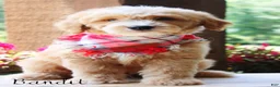 Mini Goldendoodle dogs for sale: Bandit Medium Goldendoodle Boy  - Ad 3