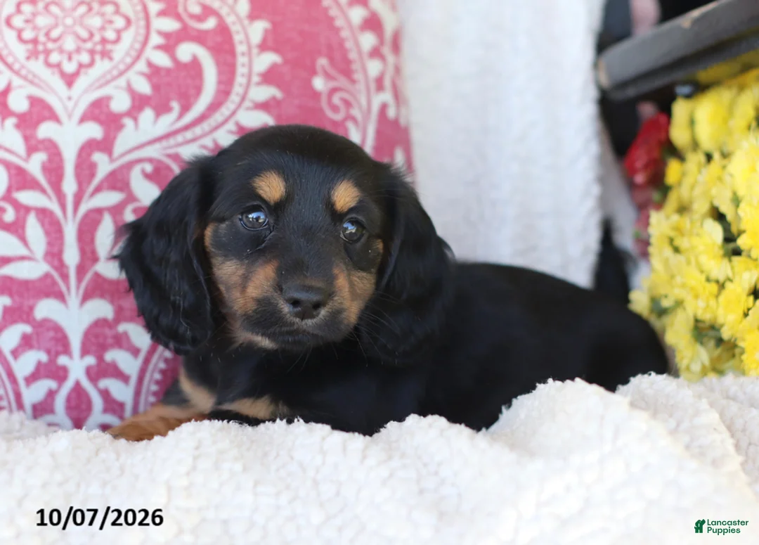 Miniature Dachshund dogs for sale: Misty - Ad 1