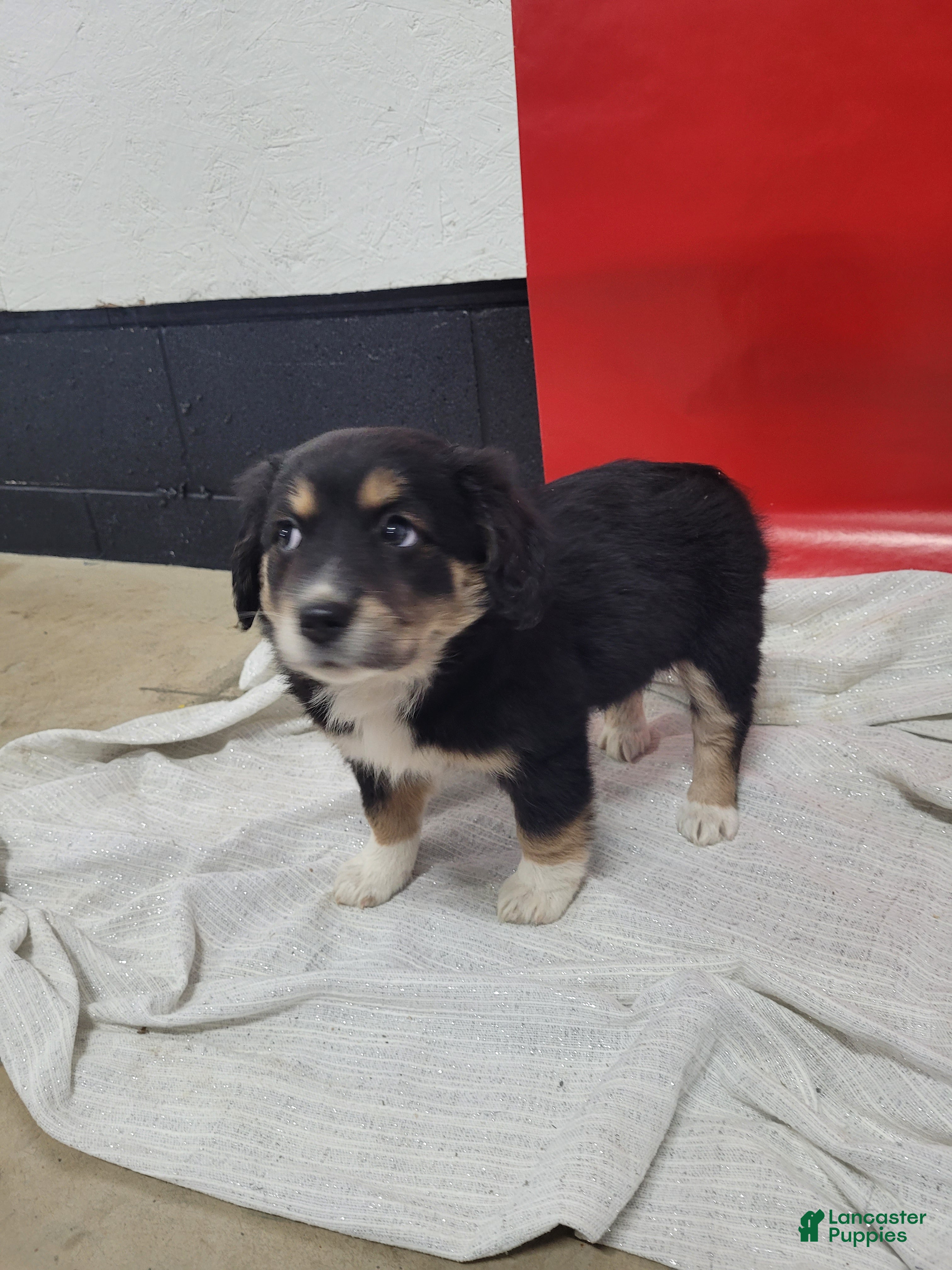 Mixed Breed dogs Mixed Breed Puppy 1cheyenne - Ad 29