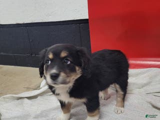 Mixed Breed dogs Mixed Breed Puppy 1cheyenne - Ad 14