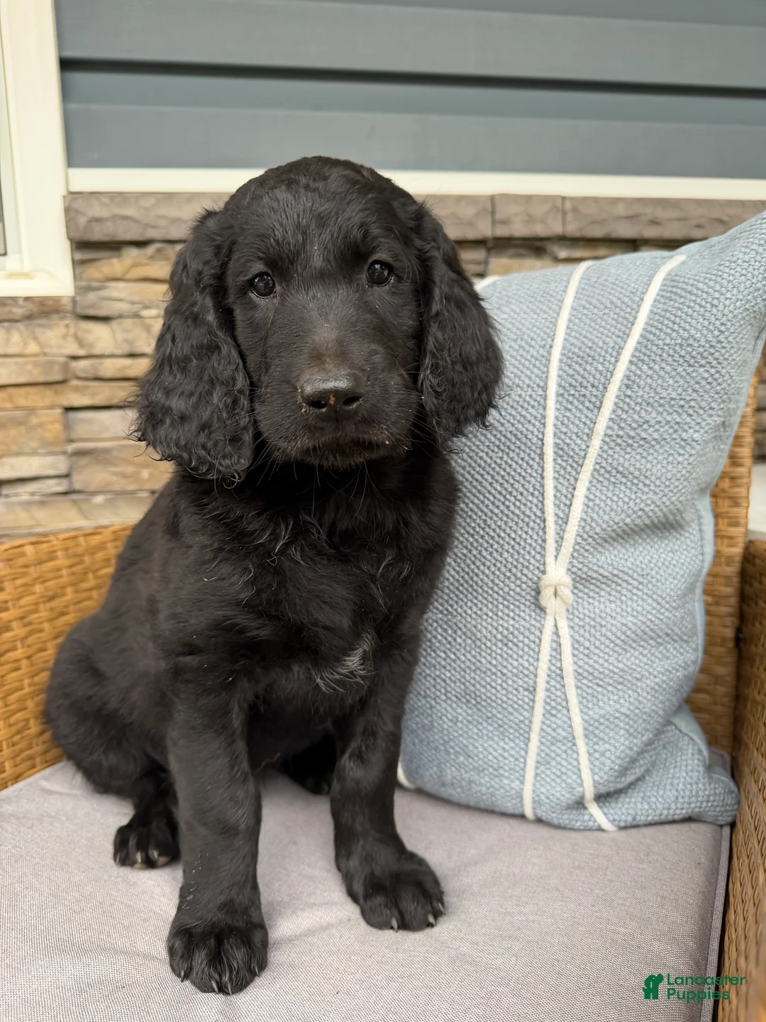 Goldendoodle dogs for sale: Diamond  - Ad 1