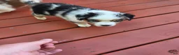 Australian Shepherd dogs for sale: Blue merle female - Ad 2