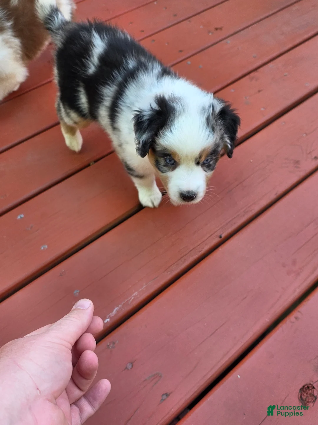 Australian Shepherd dogs for sale: Blue merle female - Ad 2