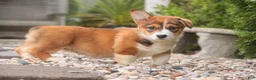 Welsh Corgi Pembroke dogs for sale: Apple Jacks Welsh Corgi Pembroke  - Ad 10
