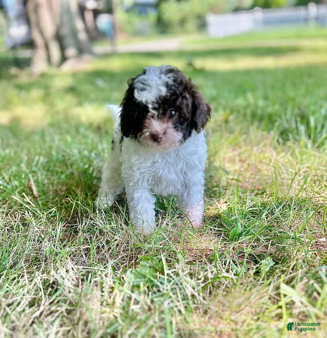 Cavapoo dogs for sale: Smores - Ad 1