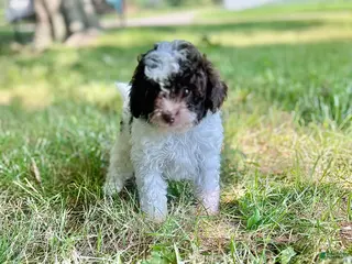 Cavapoo dogs Smores - Ad 31