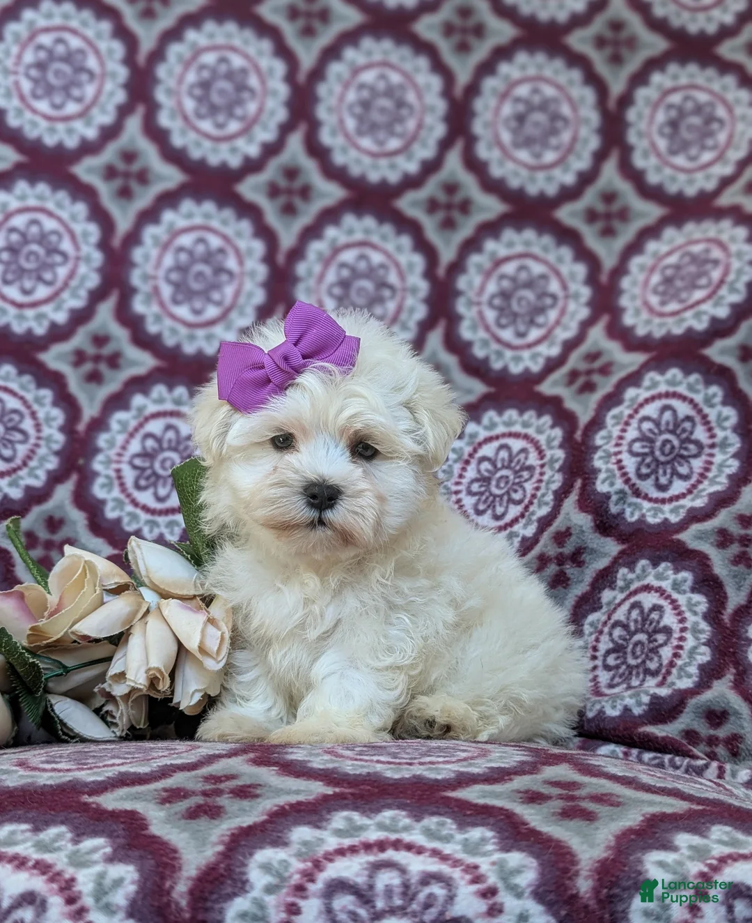 Maltese dogs for sale: Josalyn 7 lbs Full Grown - Ad 1