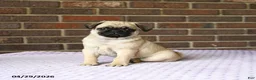 Pug dogs for sale: Waddles - Ad 1