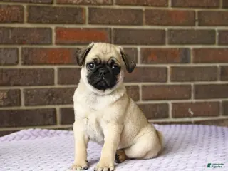 Pug dogs for sale: Waddles - Ad 3