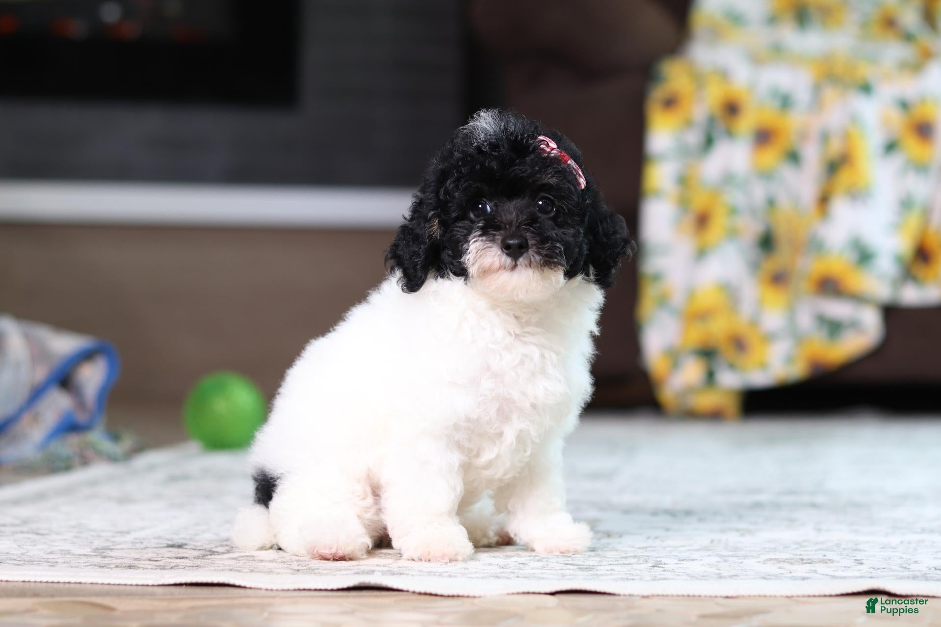 Miniature Poodle dogs Bailey - Ad 2