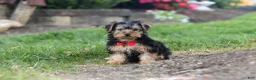 Yorkiepoo dogs for sale: Romeo - Ad 2