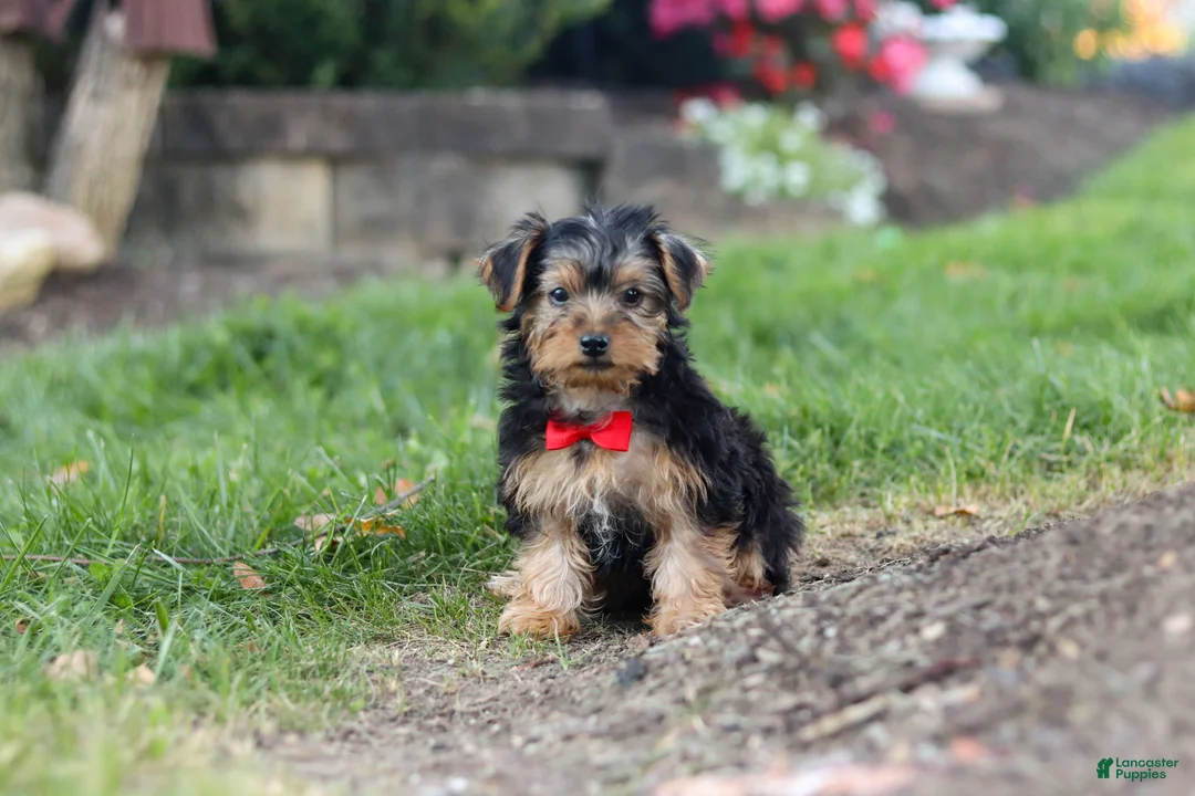 Yorkiepoo dogs for sale: Romeo - Ad 2