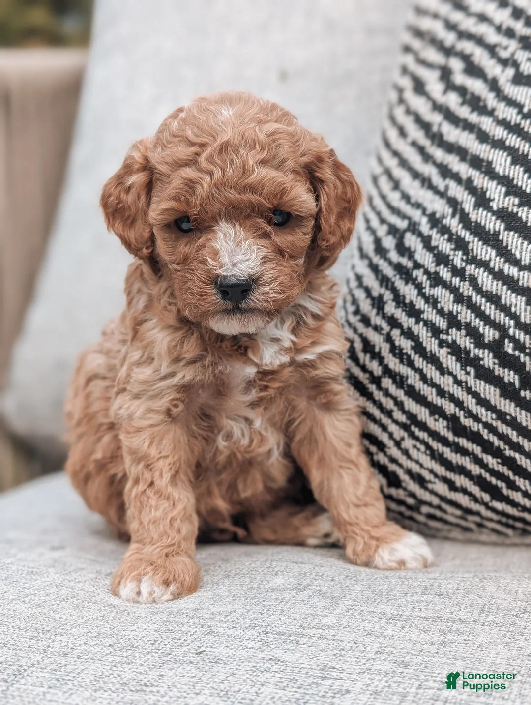 Bichpoo dogs for sale: Teddy  - Ad 2